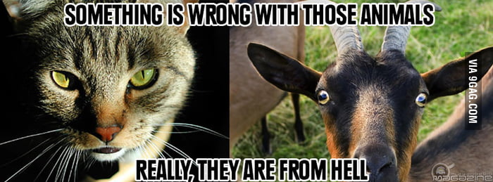 Cats from Hell - 9GAG