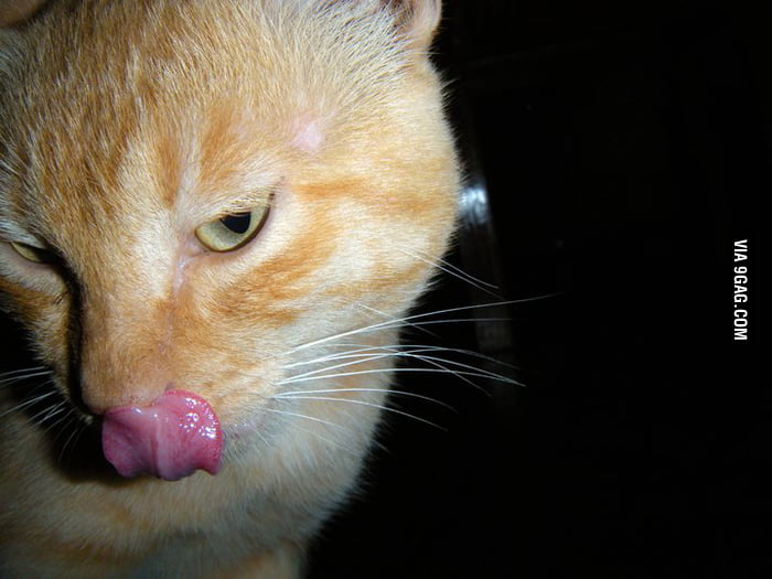 Cat Lick Cock