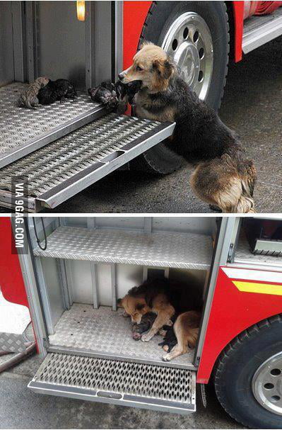 Dog saves all her puppies from a house fire. - 9GAG