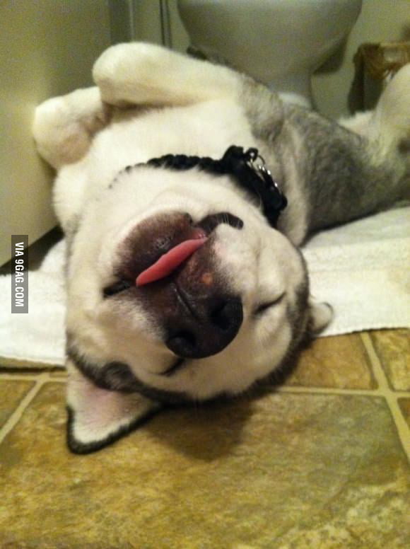 How my dog sleeps...