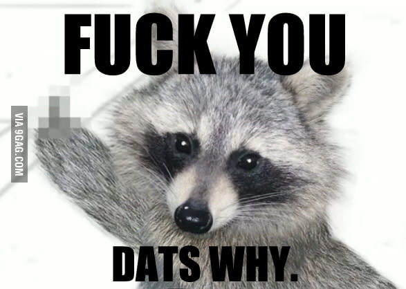 Annoyed Raccoon - 9GAG