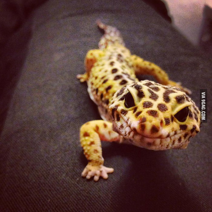 The true test of cuteness: when it's not fluffy