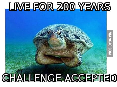 Challenge accepted tortoise - 9GAG