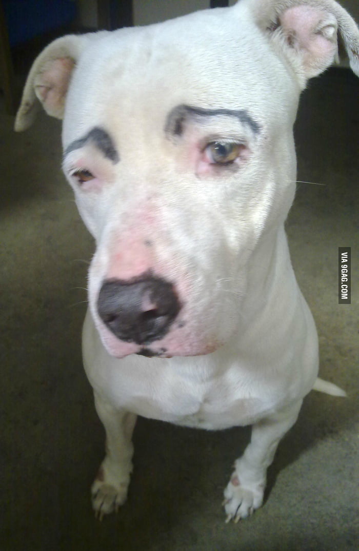 tried-putting-eyebrows-on-my-dog-you-do-the-rest-9gag-9gag