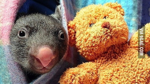 G’day, Mr. Schnozzle