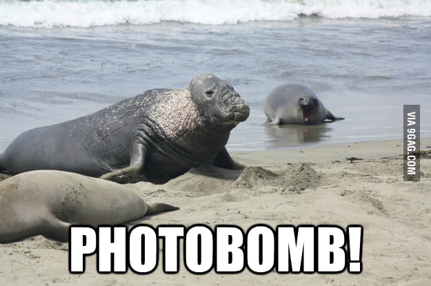 Epic elephant seal photobomber - 9GAG