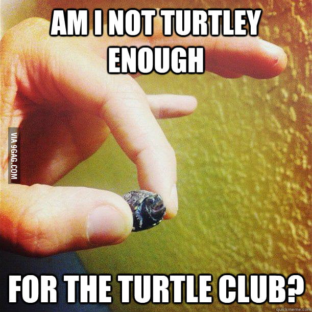 Turtle - 9GAG