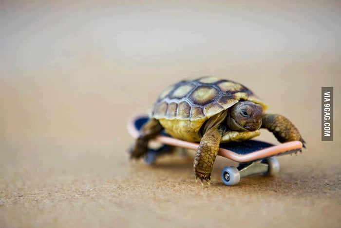 Just a turtle on a skateboard
