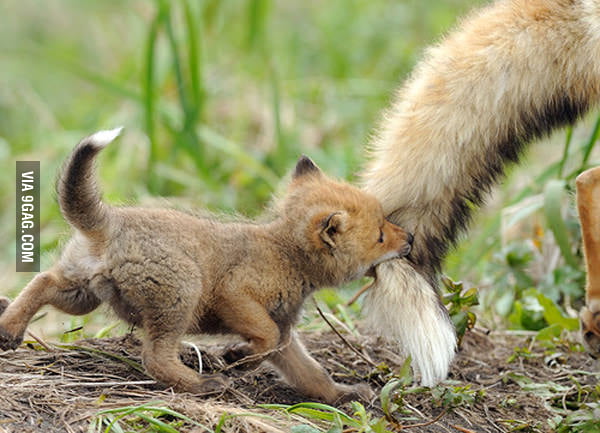 Firefox has a new add-On ?