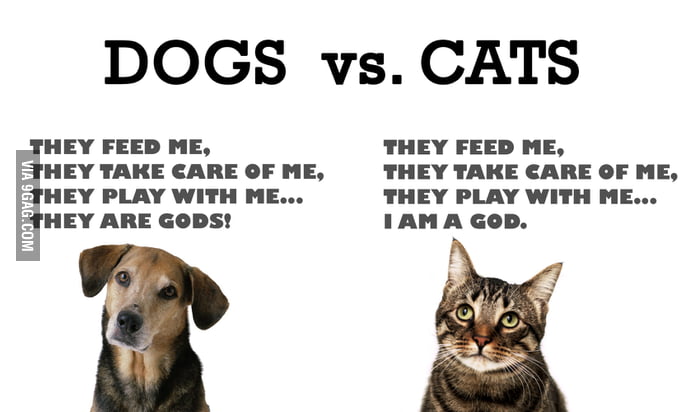 The difference between Cats and Dogs! 9GAG