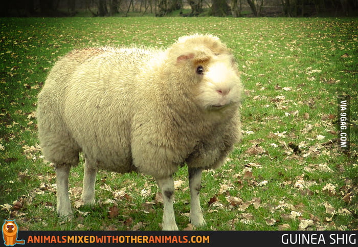 Sheep guinea sale pig