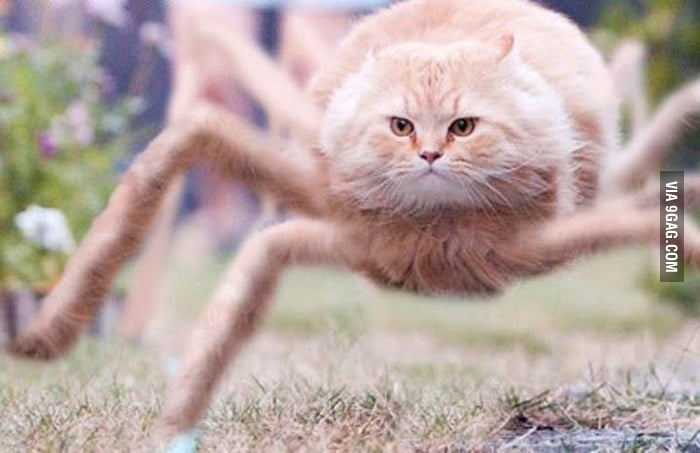 Spider cat  does whatever a spidercat does 9GAG