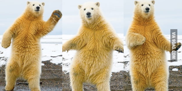 Dancing Polar Bear 9gag