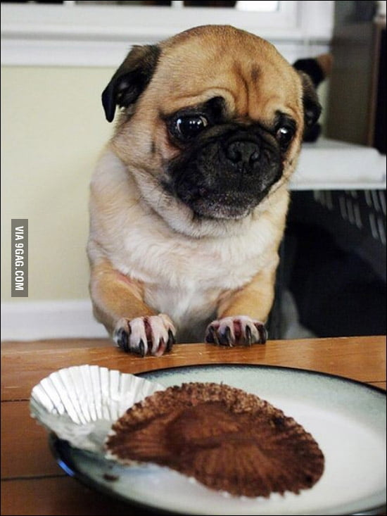 Who ate my cupcake? - 9GAG