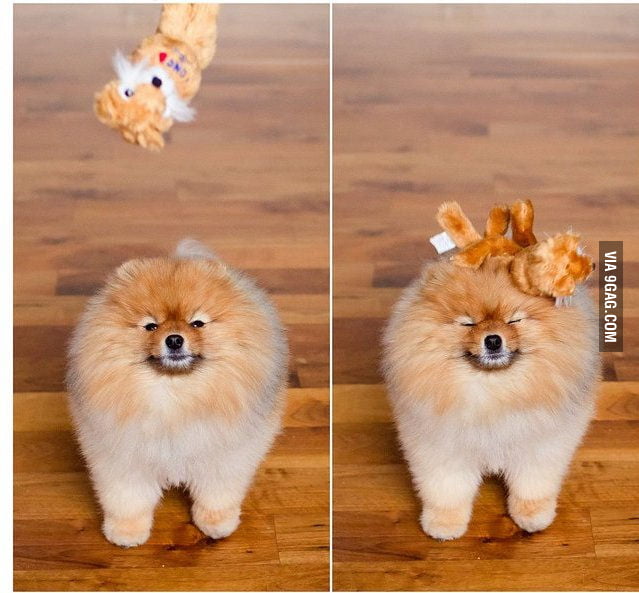 Not an athletic breed...