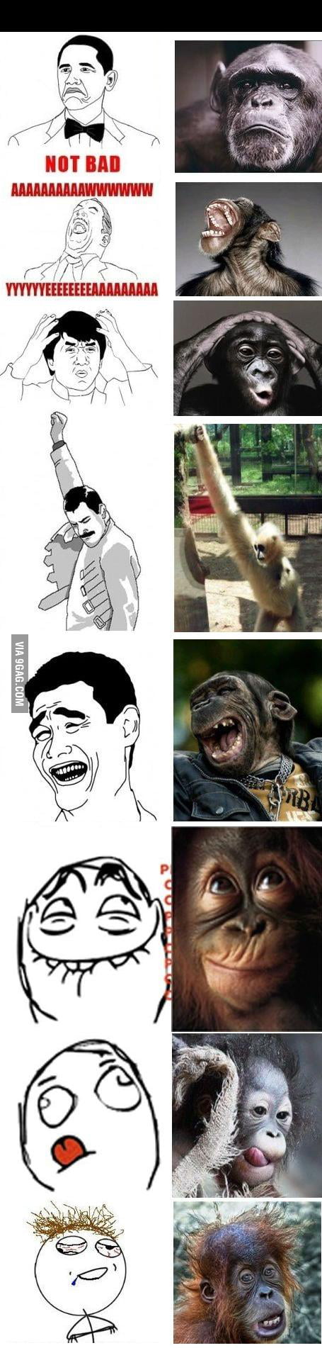 Monkey Rage - 9GAG