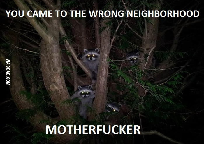 Angry Racoons