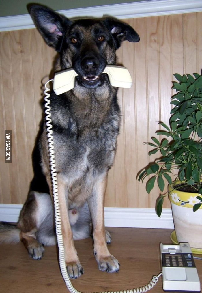 Звонкие собаки. Собака звонит. Пес звонит. Позвонить собаке. Овчарка звонит.