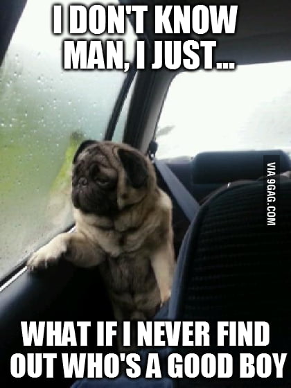 Introspective Pug