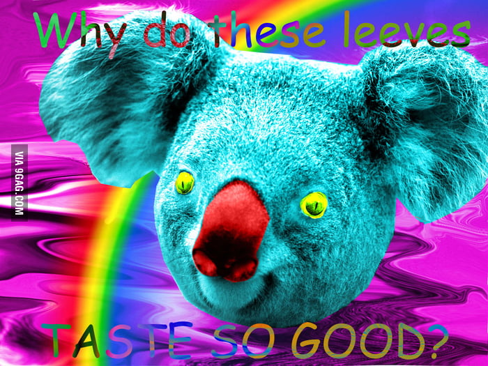 Drug Addict Koala 9GAG