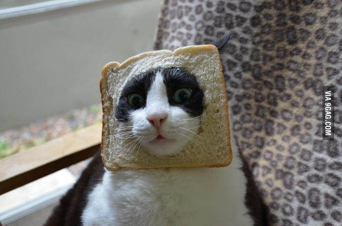 Bread cat is new meme - 9GAG