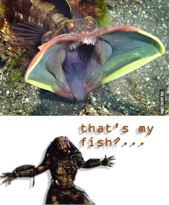 FISH FACE? Seems Legit - 9GAG