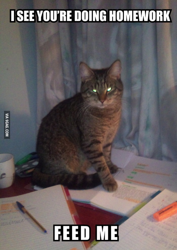 Demanding Cat - 9gag