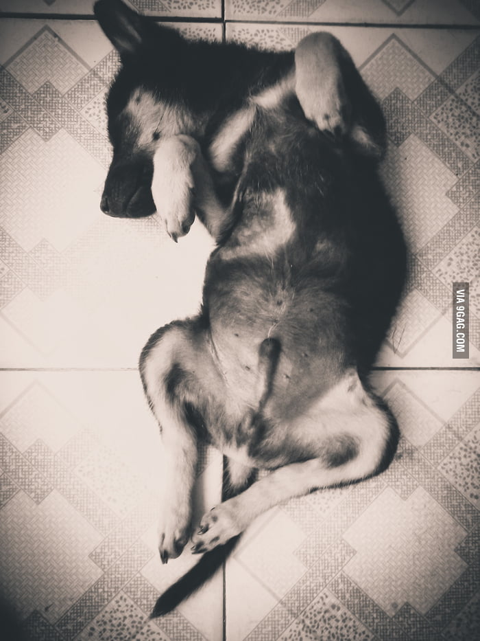 how-my-puppy-sleeps-everytime-miss-him-9gag