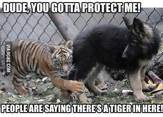 Scared Tiger - 9GAG