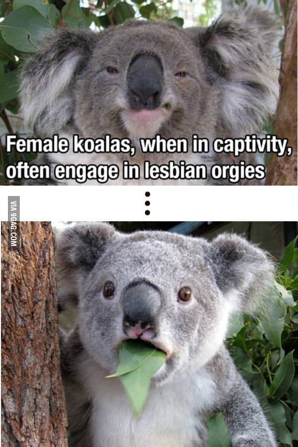 Koalas in captivity - 9GAG