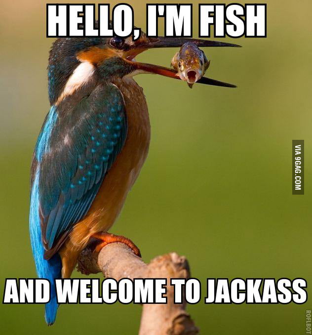 26,939 points * 1 comments - Bad Ass Fish - 9GAG has the best funny pics, g...