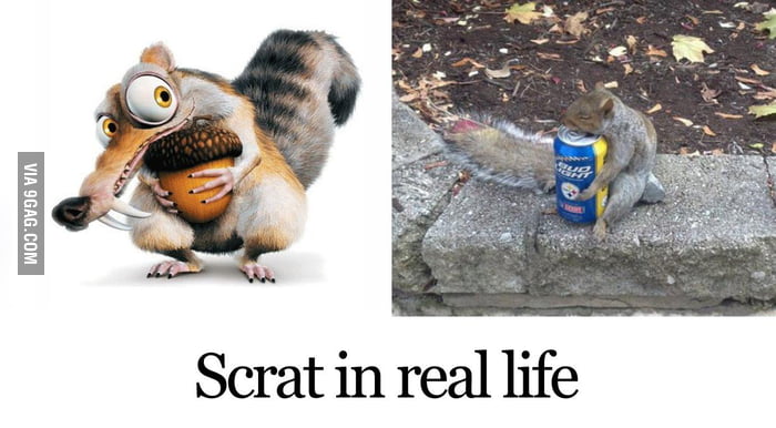 Scrat In Real Life