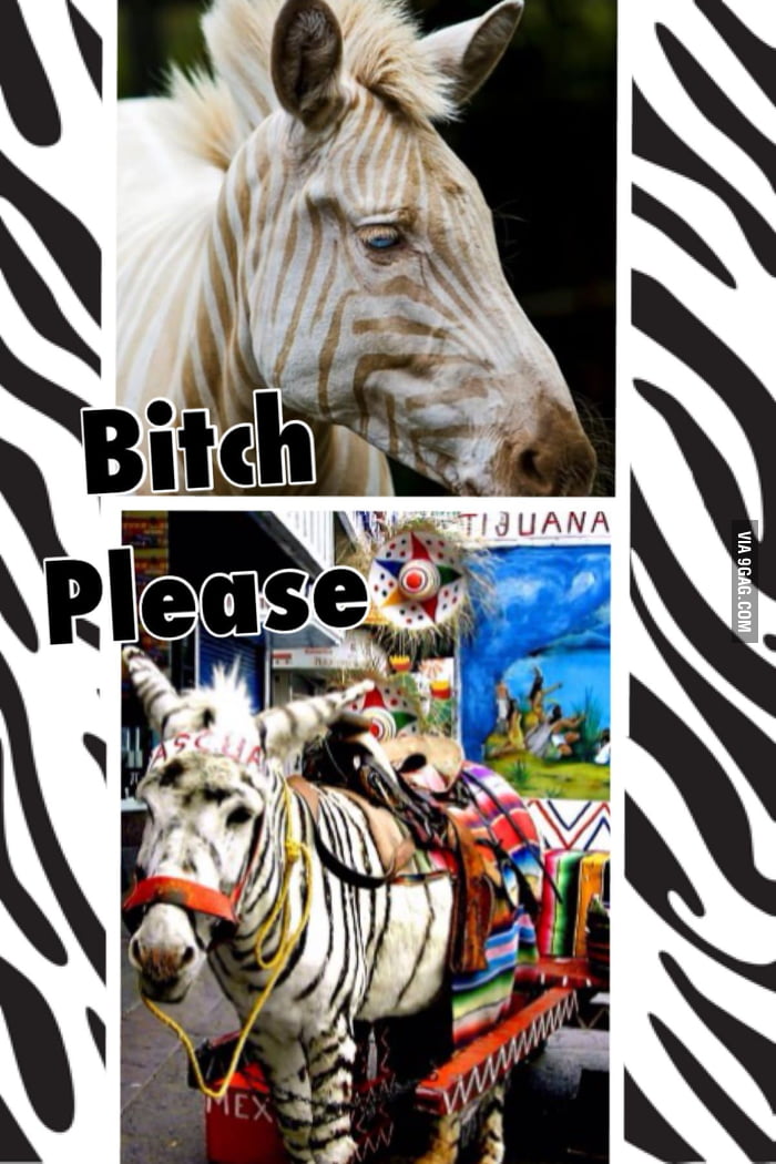 Donkey painted like zebra is more rare than white zebra 9GAG