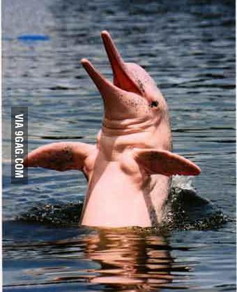 Amazon River Pink Dolphin 9gag