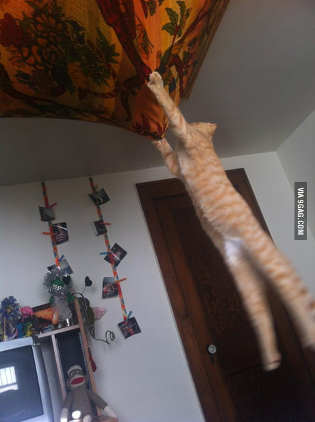 I Guess I Can T Hang A Tapestry On The Ceiling 9gag