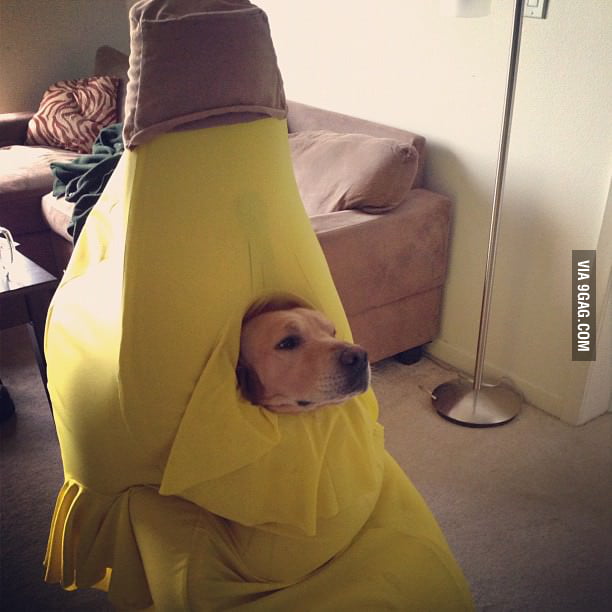 Banana Dog 9GAG