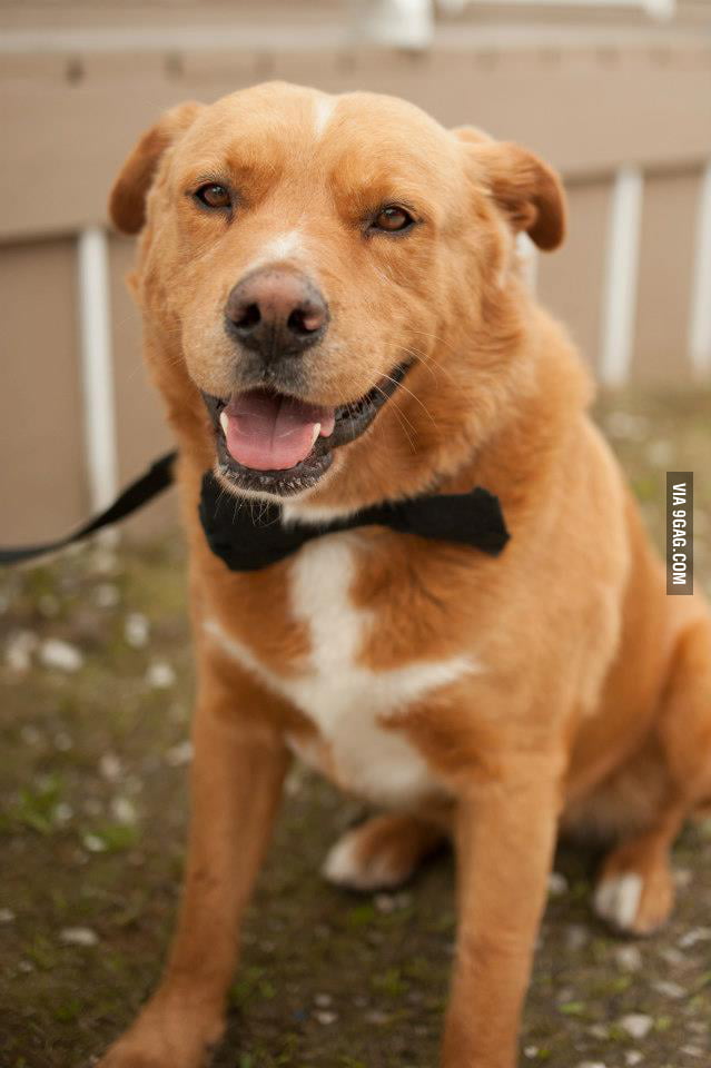 Cartman Hartnett Swayze. The Chinese Golden Rottweiler! - 9GAG