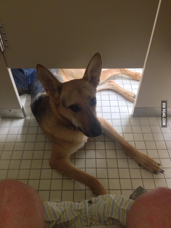 Dog is man's best friend, even when you poop.