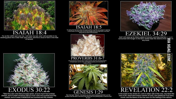 bible-of-weed-9gag