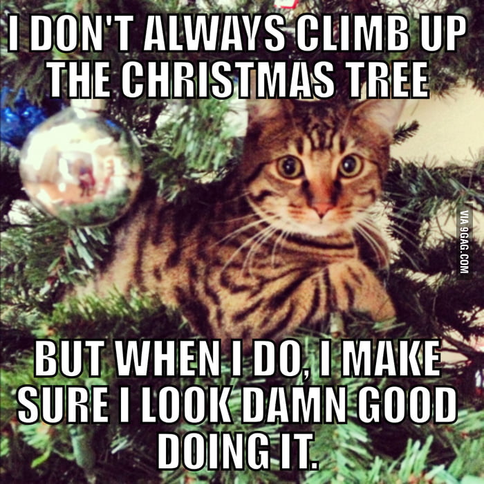 Most Interesting Cat in the World - 9GAG