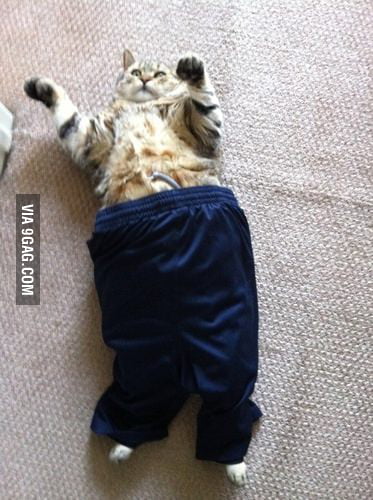 cat tracksuit