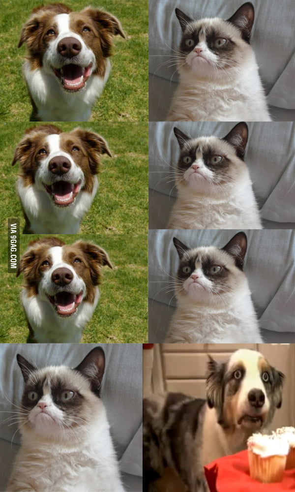 Grumpy Cat Meme Clean Gag