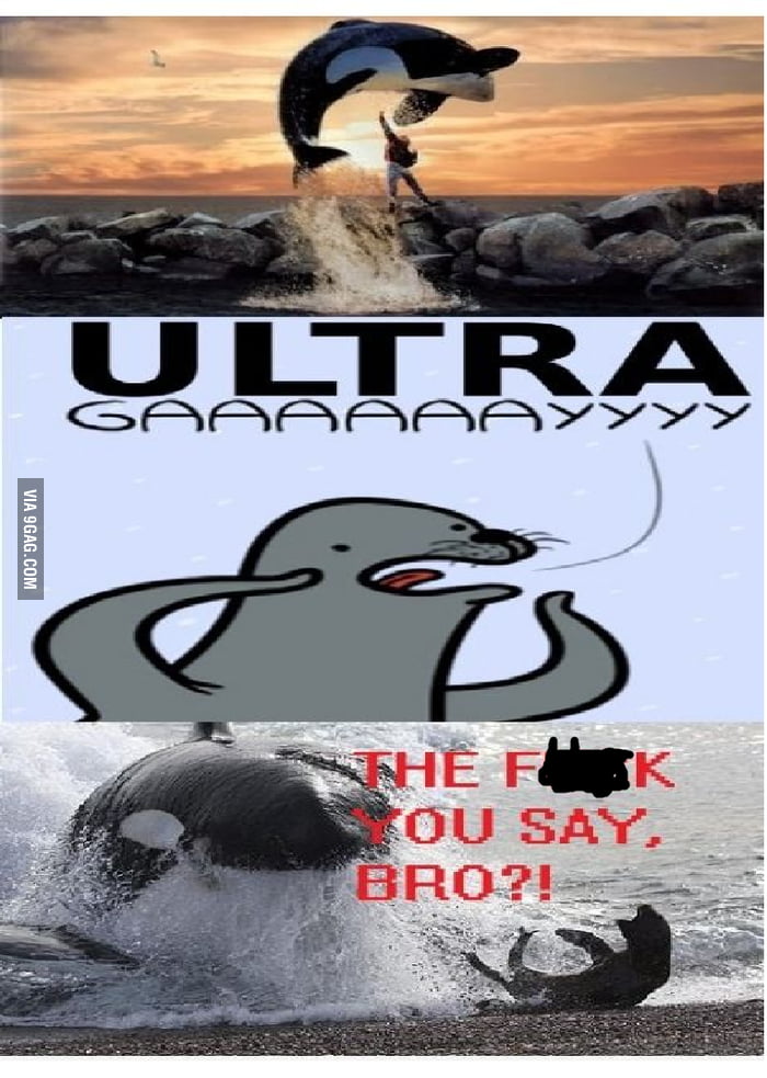 HE SAID IT TO THE WRONG KILLER WHALE - 9GAG