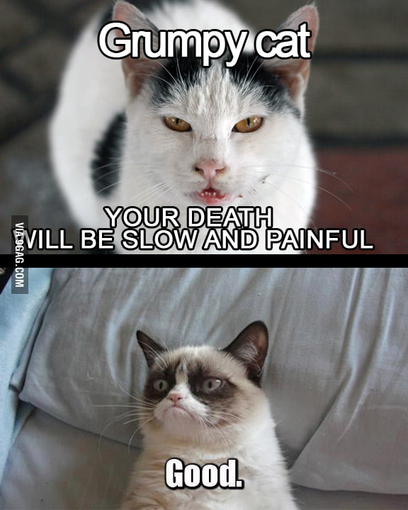 Best Funny angry cat Memes - 9GAG