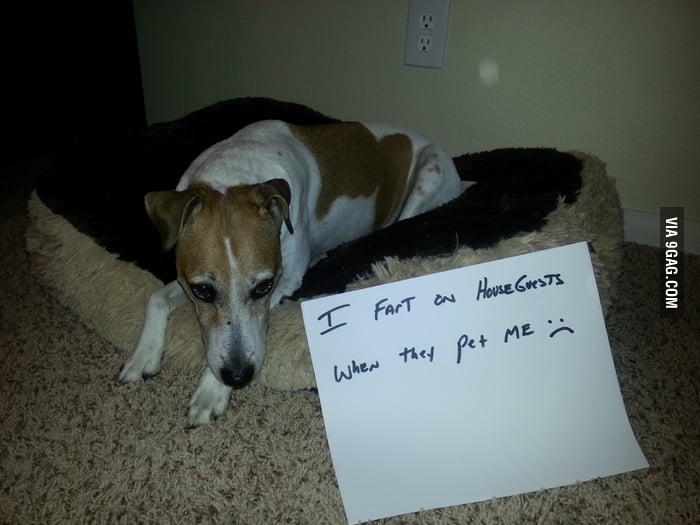 Dog Shame. He looks so sad! - 9GAG