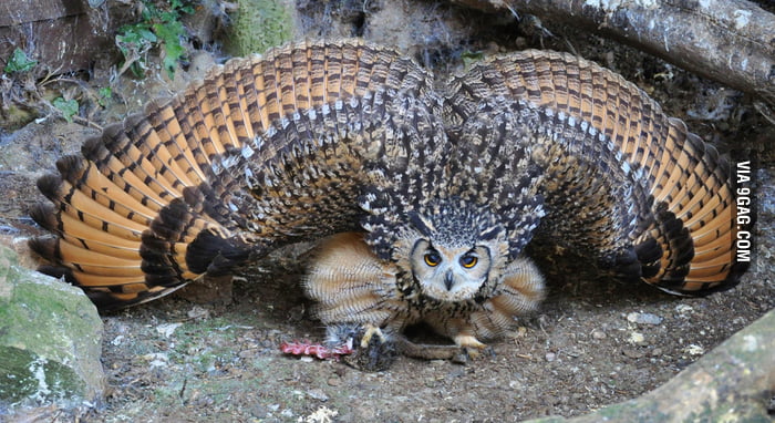 Owl spreading its wings.