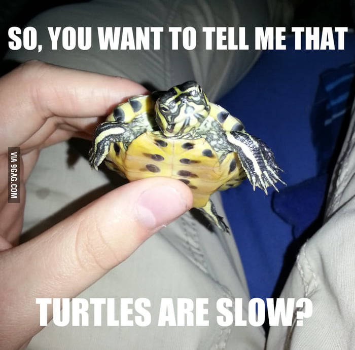 Skeptical turtle - 9GAG