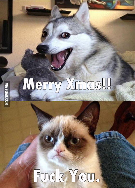 Grumpy cat and a overly happy dog - 9GAG
