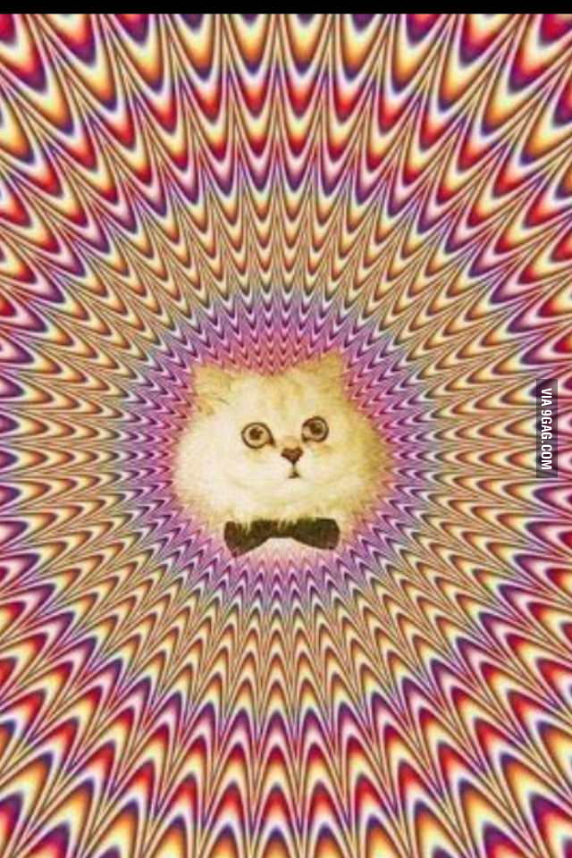 Hypno Cat Strikes Again 9gag