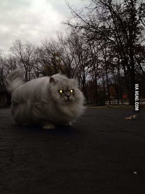 Assuming Direct Control! - 9GAG